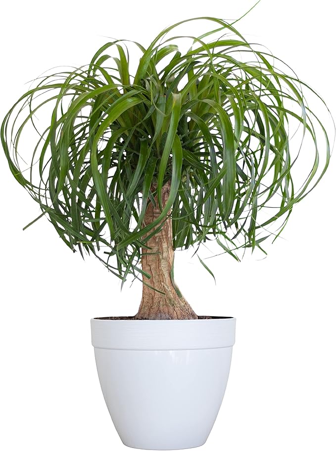 Ponytail Palm Live Plant by United Nursery in 6-in White Decorative Pot, Easy to Maintain Indoor House Plant for Home, Patio, or Office Decor