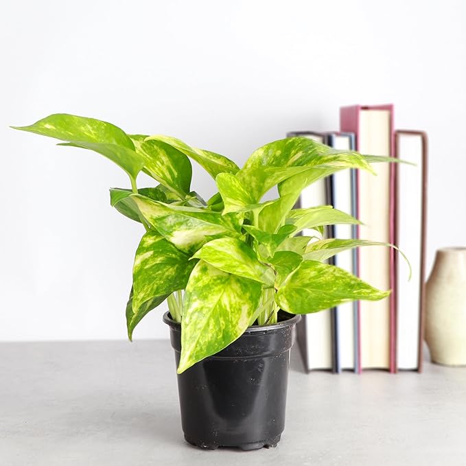 Thorsen's Greenhouse Golden Pothos, Live Indoor Vining Plant, Easy to Grow, Variegated Houseplant, Natural Air Purifier (Nursery Pot, 4-inch Pot)