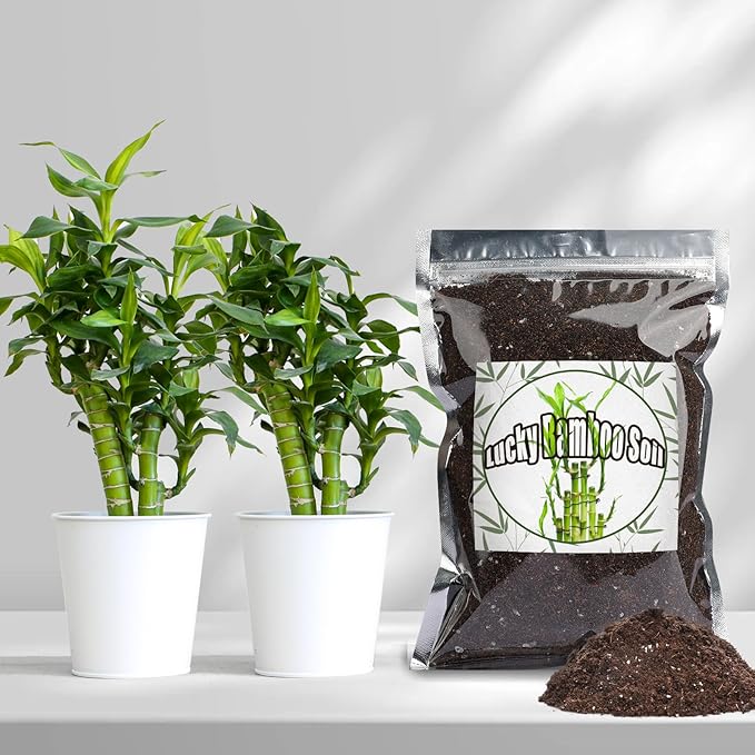 Doter Premium Lucky Bamboo Soil Mix 1qt, Indoor Plants Potting Mix for All Potted Luncky Bamboo, Promote Healthy Growth and Longevity