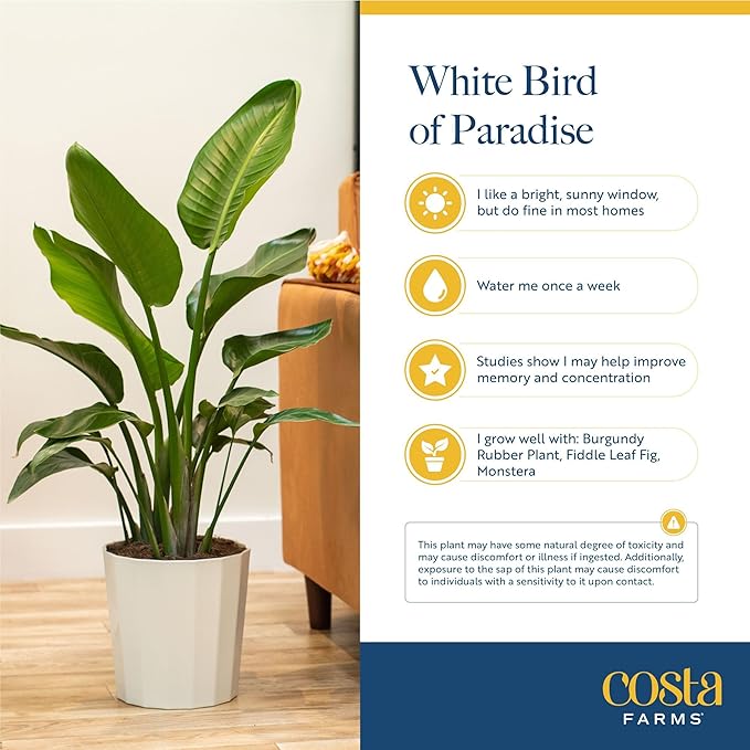 Costa Farms White Bird of Paradise Live Indoor Plant, Strelitzia nicolai, 4-5 Feet Tall Extra Large Tropical Floor Plant, Air Purifying Houseplant, Housewarming Gift or Office Decor