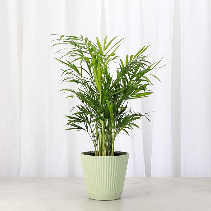Thorsen's Greenhouse Parlor Palm Plant, Live Indoor Plant, Neanthe Bella Palm, Natural Air Purifier, Easy to Grow, Pet Safe Plant, 4-inch Diameter Pot (Sage)