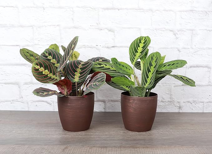 Thorsen's Greenhouse Prayer Plants Set of 2, Maranta leuconeura, Pet Safe Plants, Low Light Plants, Live Indoor Plants, 4" Diameter Plants, Classic Pots (Copper)