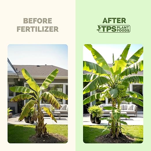 Banana Tree Fertilizer – Liquid Fertilizer for All Banana Tree Varieties, Supports Growth & Fruiting, 1 Gallon