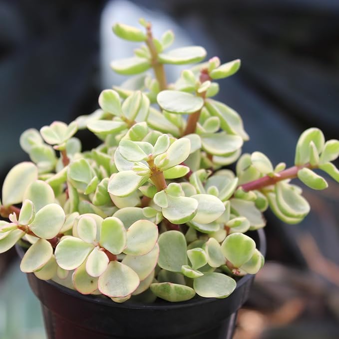 Altman Plants, Assorted Succulents Plants Live Houseplants (8PK), Succulent Plants Home Office Plants Live Indoor Plants, Live Plants Indoor House Plants, Easy Care Plants, Desk Plants, Kitchen Plants