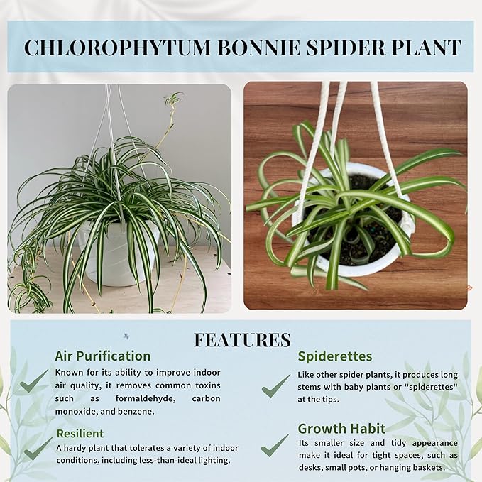 Spider Plant (Chlorophytum comosum) Live Plant in 4-Inch Pot - Easy Care Green & White Variegated Air-Purifying Houseplant for Home, Office, and Gifts (Heat Pack Included)