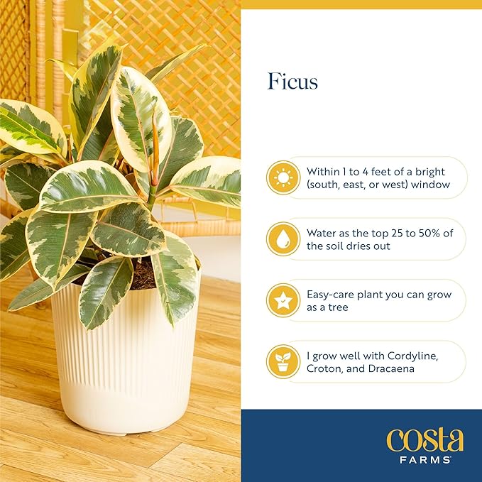 Costa Farms Ficus Audrey Live Plant in Decorative Pot, Indoor Houseplant, Perfect for Home, Room, or Office Decor, Great House Warming or Birthday Gift, 12-18 Inches Tall
