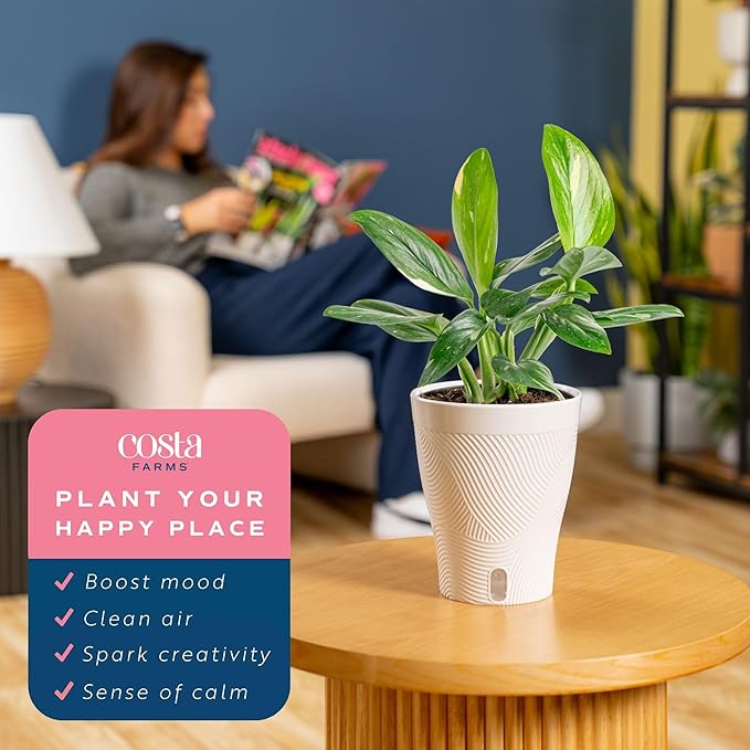 Costa Farms Monstera Cobra Live Plant, Rare Unique Live Indoor House Plant in 6-Inch Self-Watering Houseplant Pot, Potting Soil, Trending Tropicals Plants, Room and Home Decor