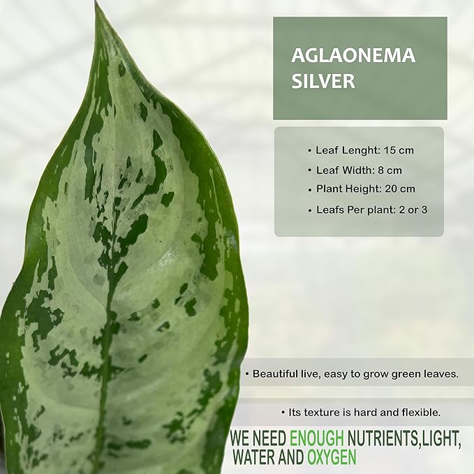 LEAL PLANTS ECUADOR Aglaonema Silver| Stunning Chinese Evergreen Houseplants |Low-Light Indoor Décor | Easy Care Air-Purifying Plants |Perfect for Home & Office Spaces