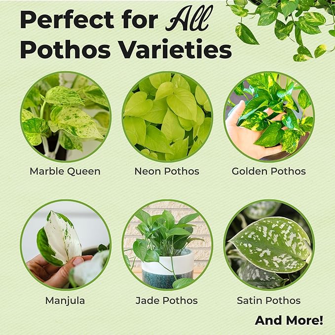 Pothos Spray Fertilizer by Perfect Plants | Liquid Plant Food for Potted Indoor Pothos | Foliage Growth Booster Balanced Phosphorus Free NPK Ratio (8 fl oz)