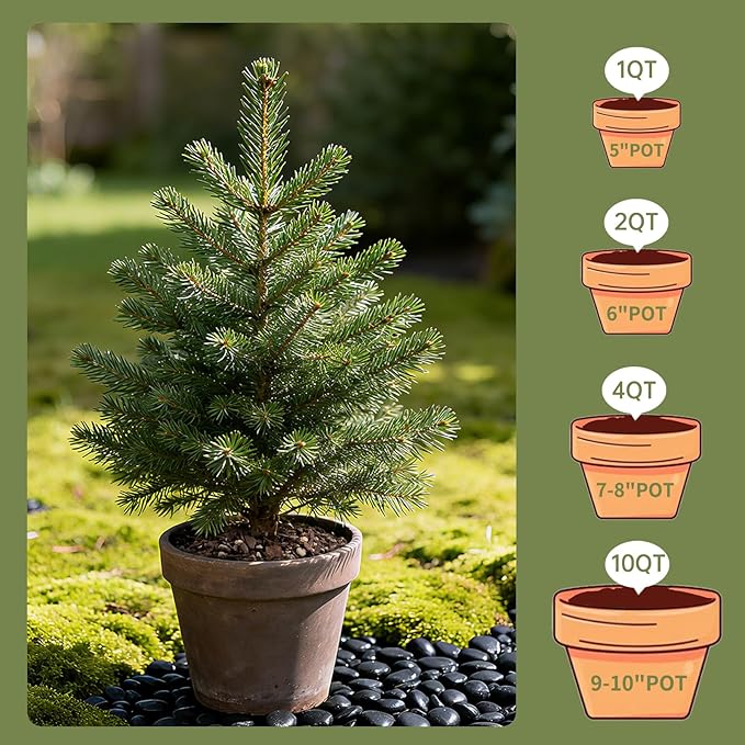 Premium Bonsai Soil 2qt- Aerated & Fast-Draining for Bonsai Pots, Promotes Healthy Growth