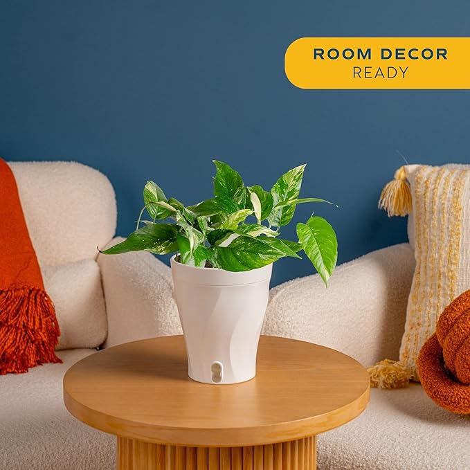Costa Farms Albo Variegated Pothos Live Plant in Self Watering Pot, Air Purifying Indoor Houseplant, Perfect for Home, Room, or Office Decor, Great House Warming or Birthday Gift, 12-18 Inches Tall