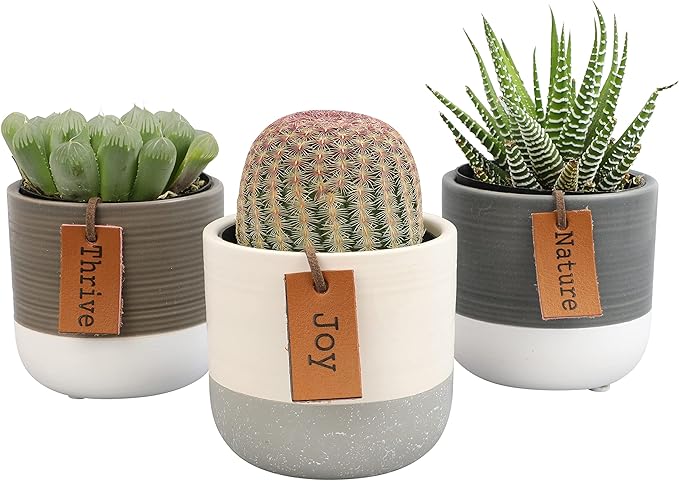 LoLite Cactus & Live Succulent Plants Set (3 Pack), Low Light Houseplants, Easy Plant Gift, Approx. 4-6 in. Tall, Mixed Haworthia, Gasteria & Cacti Varieties, Stylish 2-Tone Ceramic Pots Included