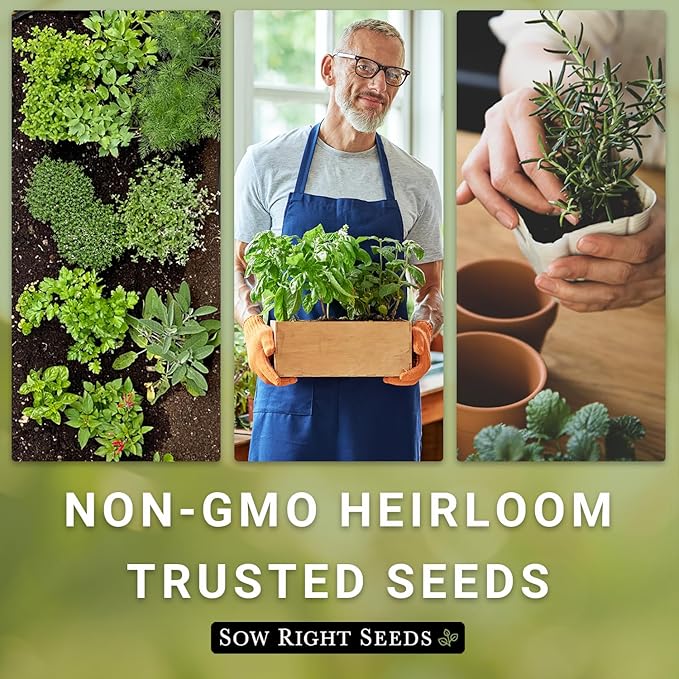 Sow Right Seeds - Hydroponic Herb Seeds for Planting - Basil, Thyme, Cilantro, Parsley & Oregano Seeds for Planting and Growing a Hydroponic Garden Indoors - Perfect for Your Growing Tower or System