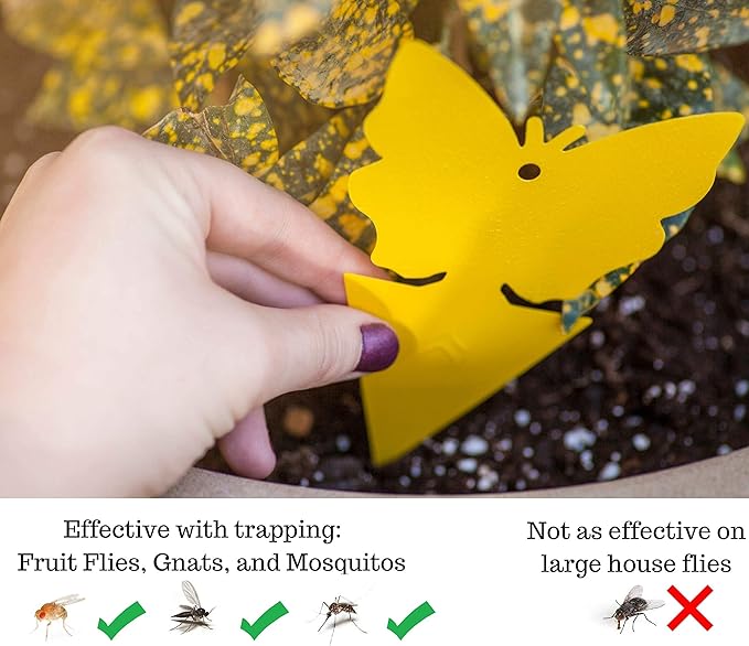 Trappify Sticky Gnat Traps for House Indoor - Yellow Fruit Fly Traps for Indoors | Outdoor Plants | Insect Catcher for White Flies, Mosquitos, Fungus Gnats | Disposable Glue Fly Trap Indoor (50 Pack)