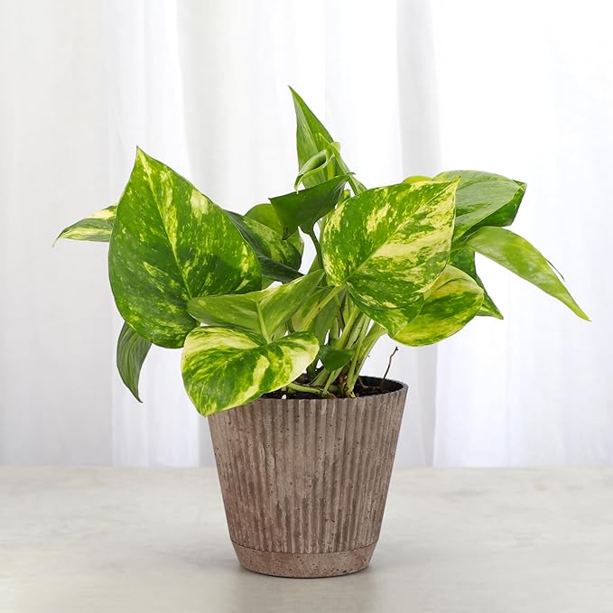 Thorsen's Greenhouse Golden Pothos, Live Indoor Vining Plant, Easy to Grow, Variegated Houseplant, Natural Air Purifier (Coffee, 4-inch Pot)