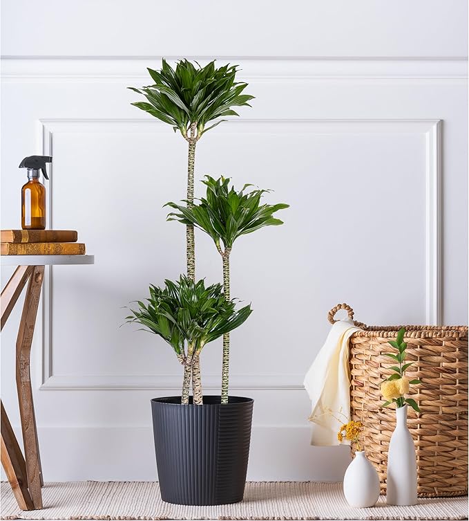 Dracaena Janet Craig Compacta Live Plant by United Nursery, 38–42 inches Tall in 10 inch Plant Pot, Indoor Outdoor House Plant, Easy Care Large Floor Plant for Office, Patio and Home Decor