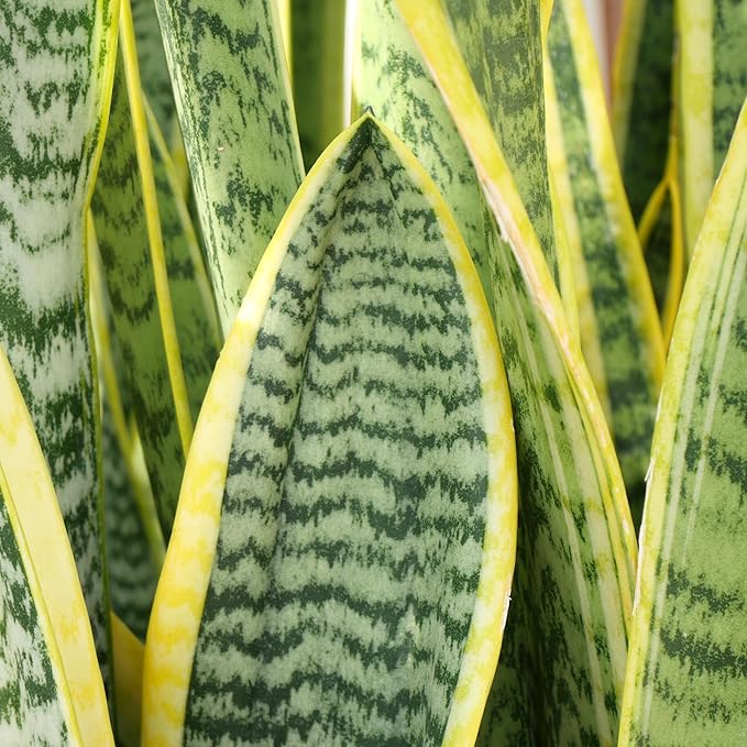 Altman Plants Live Snake Plant (Superba), Approx. 13" Tall, Virtually Indestructible, Easy Succulent Houseplant, 4 in Pot
