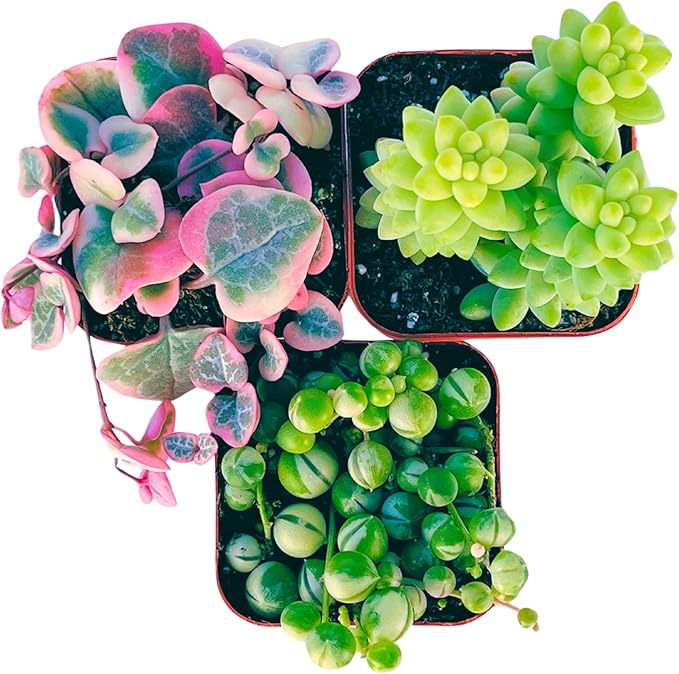 Succulents Plants Live (3-Pack) 2" Hanging Plants Starter Pack, Live Succulent Plants Fully Rooted in Planter Pots with Succulent Soil Mix by The Succulent Cult (3 Pack)