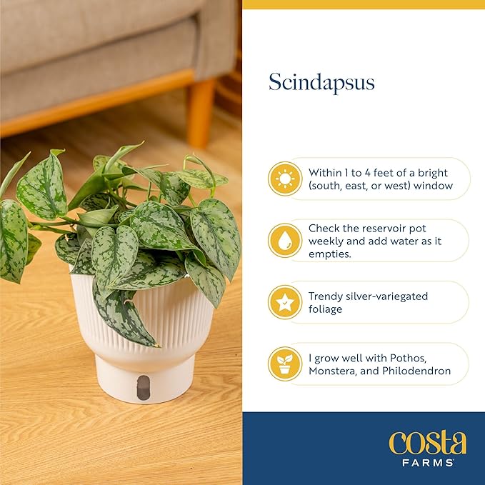 Costa Farms Scindapsus Live Plant in Self Watering Pot, Assorted Variety, Easy Care, Air Purifying Vining Indoor Houseplant, Perfect for Home, Room, or Office Décor, 9-12 Inches Tall, Pack of 2