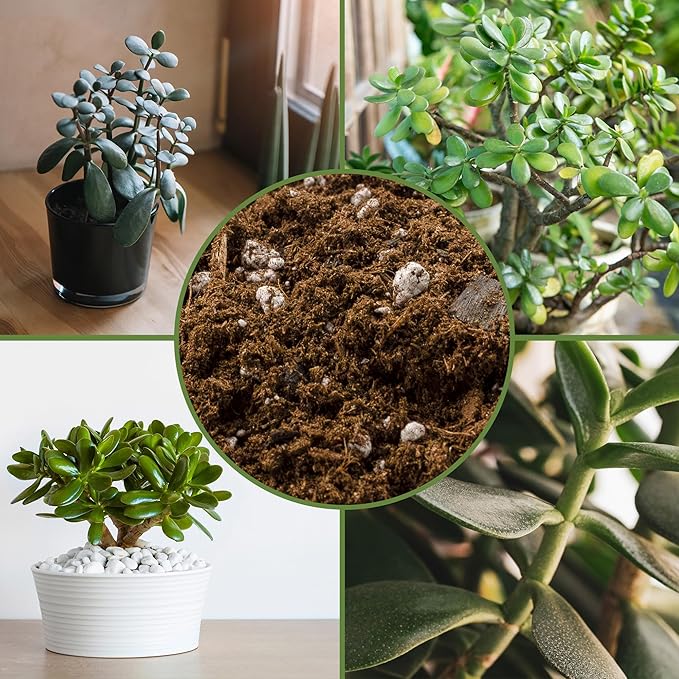 Soil Sunrise Jade Plant Potting Soil Mix (8 Quarts) Hand Blended Additive for Jade Succulents