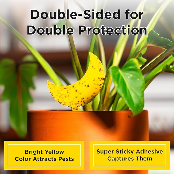Classy Casita Yellow Sticky Traps - Fungus Gnat Trap, Gnat Traps for House Indoor, Insect Catcher Traps for Plant, Bug Sticky Traps for Plants, Fruit Fly Traps for Indoors, Fly Traps Outdoor - 24-Pack