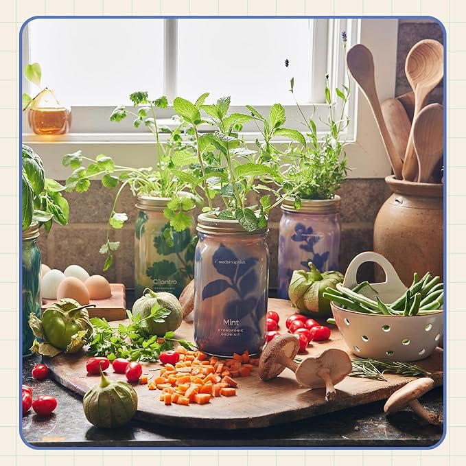 Modern Sprout Mason Garden Jar - Self-Watering Hydroponics Growing System Kit with Organic Herb Seeds - Jar Planter for Indoor Herb Garden - Seed Starter Kit - Home Decor & Gifting - Lavender