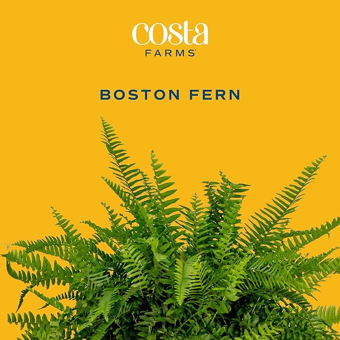 Costa Farms Boston Fern (2-Pack) Live Indoor Plants, 2-3 ft Tall - Low Light Air Purifying Houseplants - Real Hanging Ferns in 10-Inch Grower Pots - Lush Greenery for Office, Patio, or Home Decor Gift