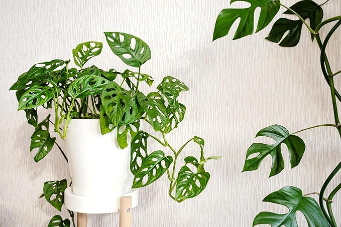 Shop Succulents Monstera Adansonii Trailing Plant, Live Indoor Plant, Easy Care Swiss Cheese Houseplant in Nursery Pot, Air Purifying Plant in Soil, Housewarming, Home Décor, 6" Pot
