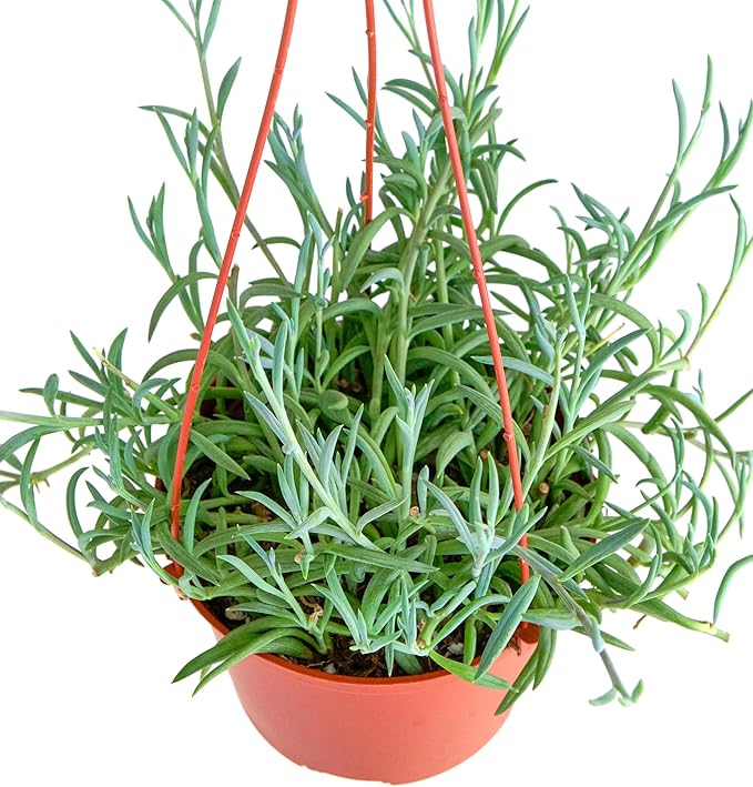 Shop Succulents String of Fishhooks Hanging Succulent, Senecio Radicans Glauca, Fully Rooted Live 6" Succulent Plant with Hanger, Low Maintenance Indoor Plant, Hardy Trailing Succulents, Gift & Garden
