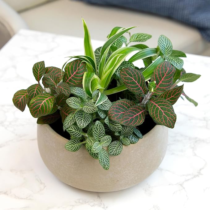 Altman Plants Live Houseplants (6PK), Indoor Plants for Delivery Prime, Live Plants and Gardening Gifts for Plant Lovers, Planters for Indoor Plants with Potting Soil, Live House Plants Indoors Live