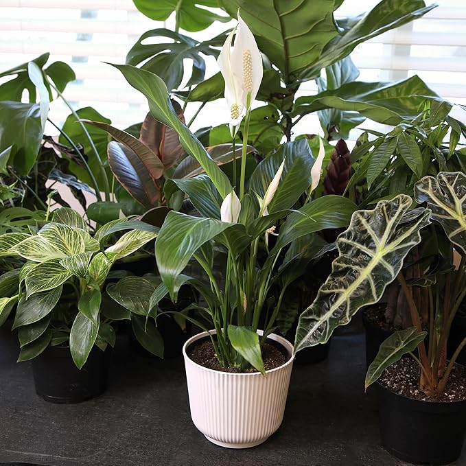 Altman Plants Peace Lily Plant Decor with 6 Inch White Plant Pot, Easy to Grow House Plant, Desk Plant & Office Plant, Easy Plant Gift, Air Purifying Plants Grow in Indoor Plant Potting Soil Mix