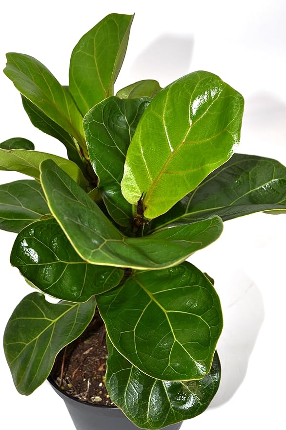 Live 6 Inch Ficus Bambino (Compact Fiddle Leaf Fig) in Nursery Grower Pot | Easy-Care Indoor Houseplant for Home and Office Décor | Air-Purifying Live Plant Gift