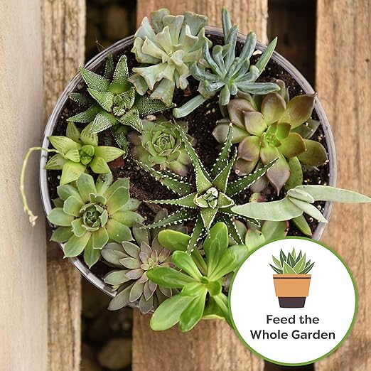 Succulent and Cactus Fertilizer in 5oz. Bag | Long Lasting Gentle Plant Food Formula for All Live Succulents, Cacti, and Other Desert Houseplants (Pack of 2)