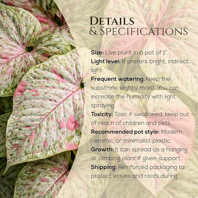 Syngonium Plant Collection (4 Pack) Live Starter Plants, Batik, Holly M, Milk Confetti, Neon Robusta, Rare Indoor Houseplants, Easy Care Arrowhead Vine Plants Live