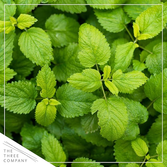 Live Aromatic and Edible Herbs - Assorted Varieties (4 Per Pack) - Lemon Verbena, Eucalyptus, Mint, Lavender - 6" Tall by 3" Wide in 1 Pint Pot
