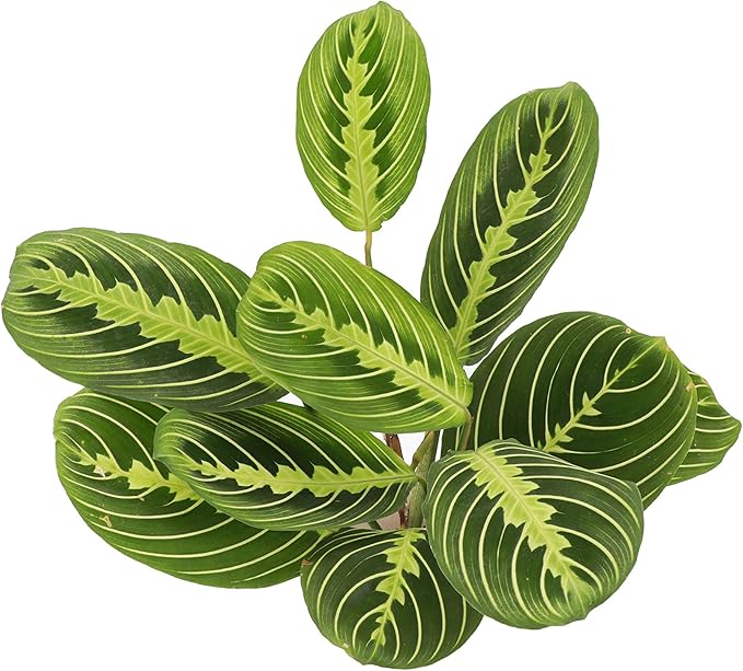 Thorsen's Greenhouse Prayer Plants Set of 2, Maranta leuconeura, Pet Safe Plants, Low Light Plants, Live Indoor Plants, 4" Diameter Plants, Classic Pots (Copper)