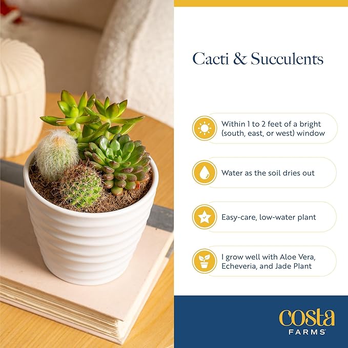 Costa Farms Live Succulents Garden, Assorted Plant Varieties in Decorative Pot, Easy to Maintain Succulent Indoor Houseplants, Room Decor, House Warming or Birthday Gift, 6 Inches Tall