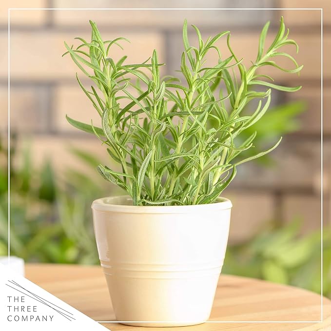 Live Aromatic and Edible Herb Assortment (Rosemary, Eucalyptus, Mint, Lemon Balm, Other Assorted Herbs), 6 Plants Per Pack