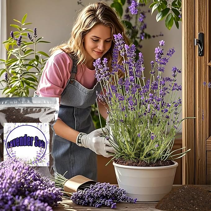 Doter Premium Lavender Potting Mix 2qt, Promotes Lavender Blossoming, Perfect for Indoor and Outdoor Gardening