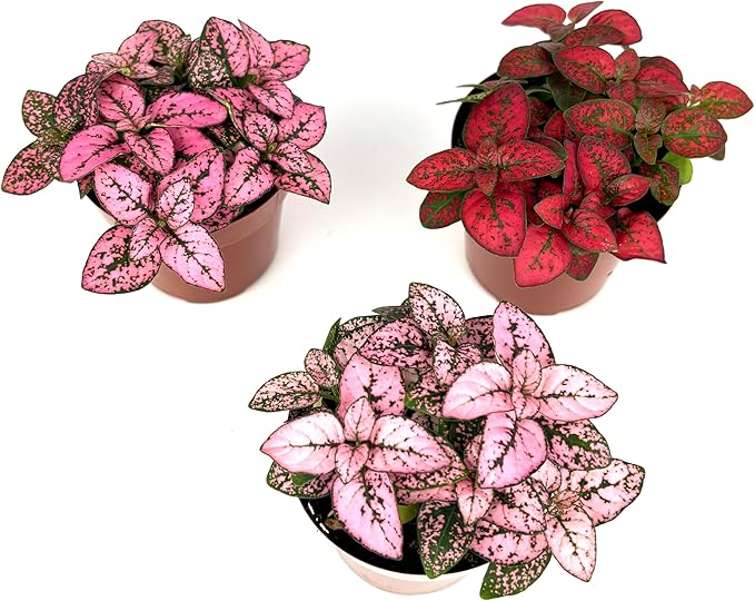 Hypoestes Splash Color Trio (Red, White, Pink Colors), Polka Dot Flamingo Plants, Live Potted House Plants Air Purifying, 3 Pack 2" Pots