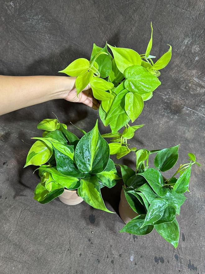 PLANTVERS Set of 3 Philodendron Plants in 4'' Nursery Pots – Brazil, Lemon Lime & Jade Heartleaf Philodendron Varieties – Live Indoor Vining Houseplants – Variegated Easy Care & Air Purifying Plants