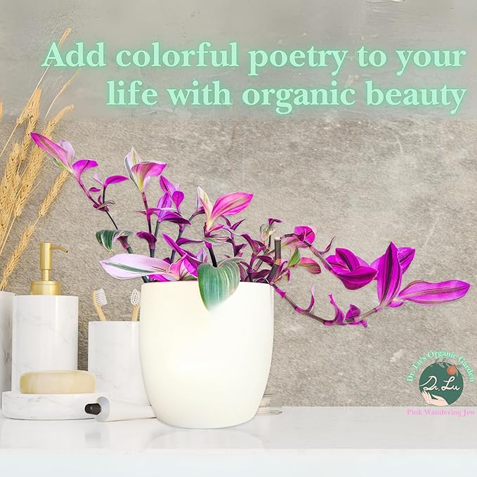 Dr. Lu’s Organic Pink Wandering Jew Live Plant | Rare Tradescantia Nanouk | Rooted House Plants | Easy Grow Indoor Plants | 4'' Nursery Pot
