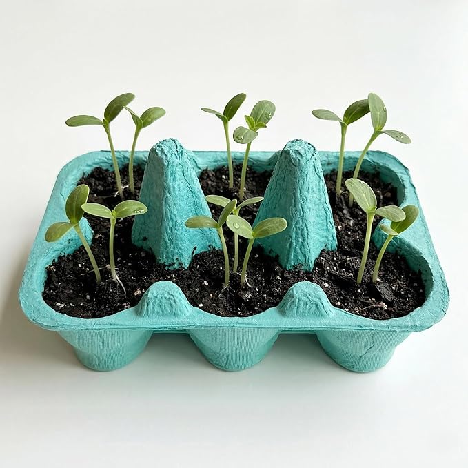 Buzzy Seeds Flower Starter Kit | 2-Pack Eco-Friendly Colorful Egg Cartons | Sunflower & Daisy Seeds | Indoor Flower Grow Kit | Gardening Gift | Ideal for Easter or Mother's Day Gifting