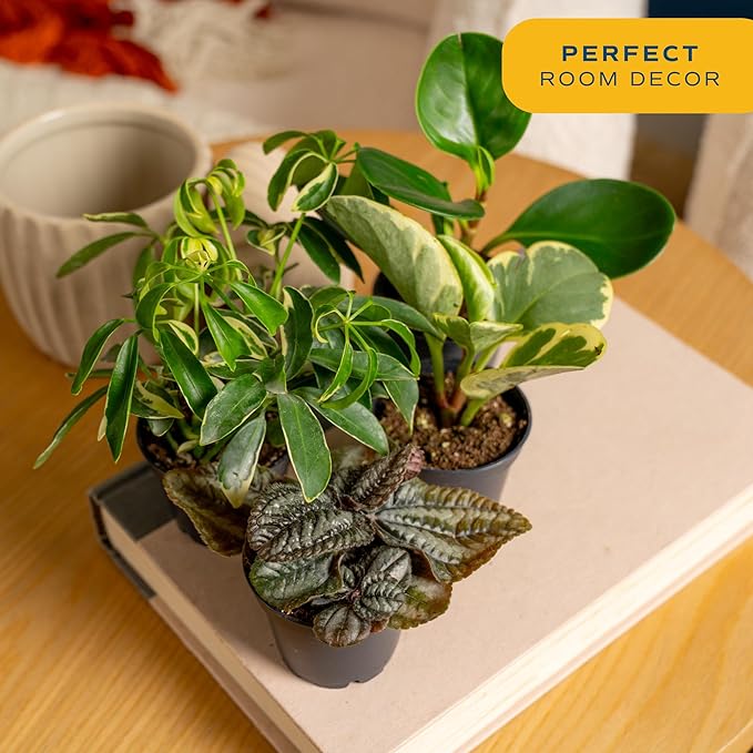 Costa Farms Mini Live Indoor Houseplants (12-Pack), Starter Plants in Nursery Pots, Assorted Foliage Mix (Varieties May Vary), Bulk Tiny Plants for DIY Terrariums, Party Favors, and Home Office Decor