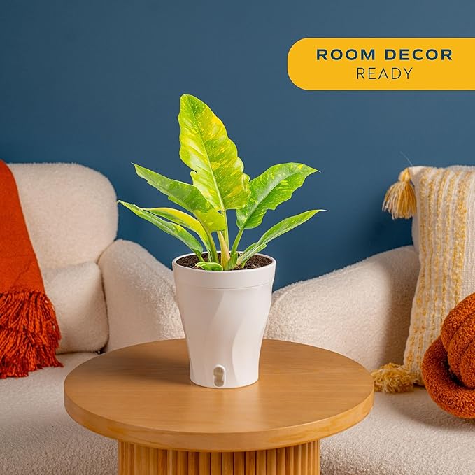 Costa Farms Philodendron Ring of Fire Live Plant in Self Watering Pot, Air Purifying Indoor Houseplant, Home, Room, or Office Decor, House Warming or Birthday Gift, 12-18 Inches Tall
