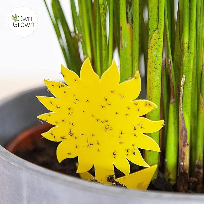 OwnGrown Yellow Sticky Fly Traps for Indoor Plants - 60 Pieces Effective Gnat Control, White and Fruit Fly Traps - Sunflower Sticker Paper Ideal for Houseplants and Indoor Use - 5.3" x 2.95"
