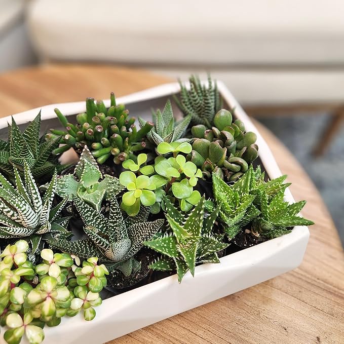Altman Plants, Assorted Succulents Plants Live Houseplants (8PK), Succulent Plants Home Office Plants Live Indoor Plants, Live Plants Indoor House Plants, Easy Care Plants, Desk Plants, Kitchen Plants