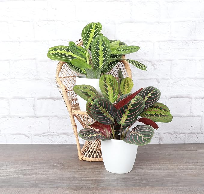 Thorsen's Greenhouse Prayer Plants Set of 2, Maranta leuconeura, Pet Safe Plants, Low Light Plants, Live Indoor Plants, 4" Diameter Plants, Classic Pots (White)