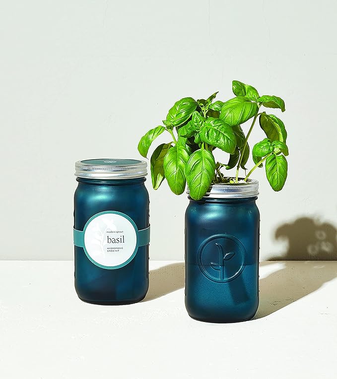 Modern Sprout Glass Jar Grow Set, Indoor Herb Garden, Seed Starter Set, Organic, Non-GMO, Basil