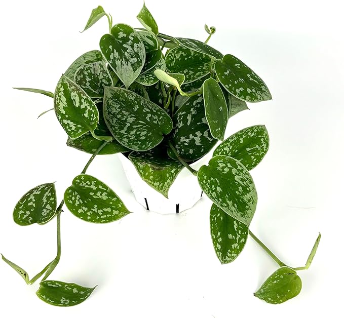 Pothos Silver Splash Air Purifying House Plant, 4" Pot